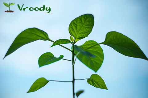 Vroody